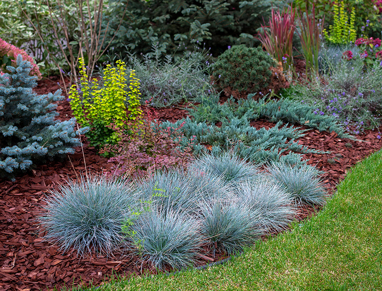 Blue Fescue Guide How To Grow Care For Festuca Glauca Blue Fescue Guide How To Grow Care For Festuca Glauca