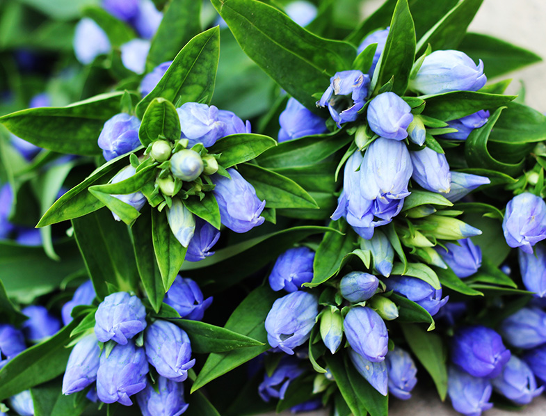 Best Blue Flowers For Your Garden Our Top Picks For Adding Color