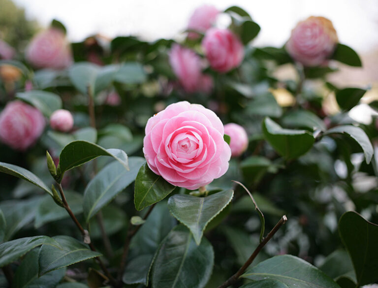 Camellia Japonica Guide How to Grow & Care for “Japanese Camellia”