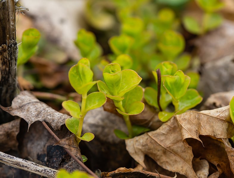 Creeping Jenny Guide: How to Grow & Care for "Lysimachia Nummularia"