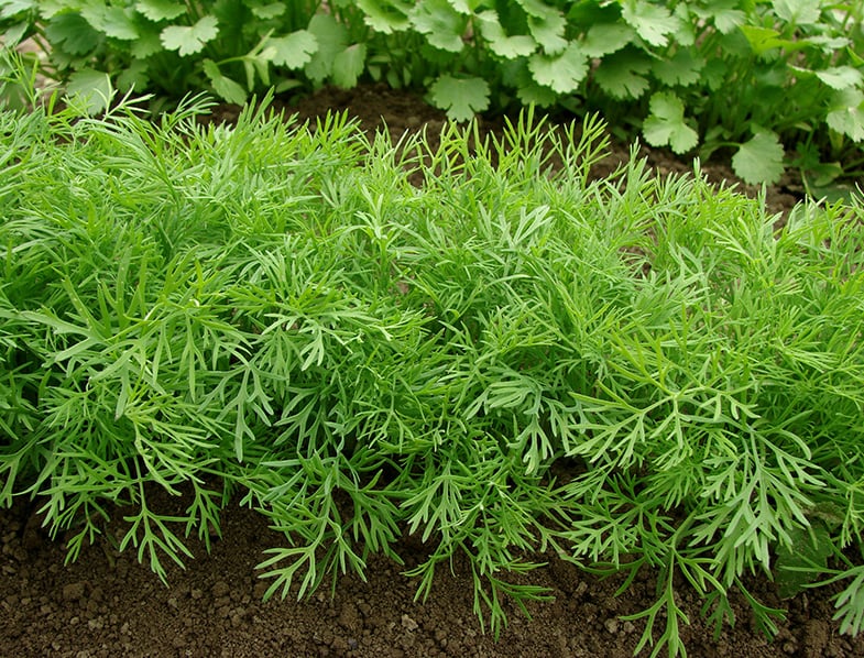 Dill Plants