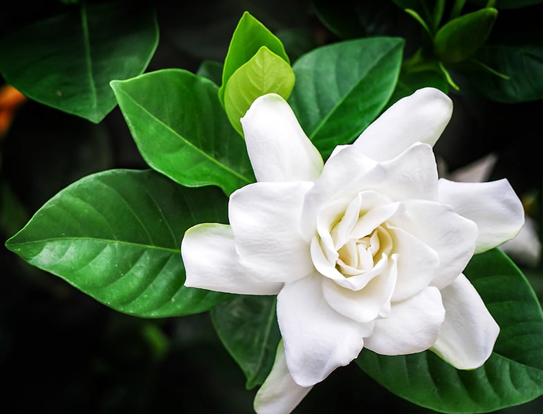 Gardenia