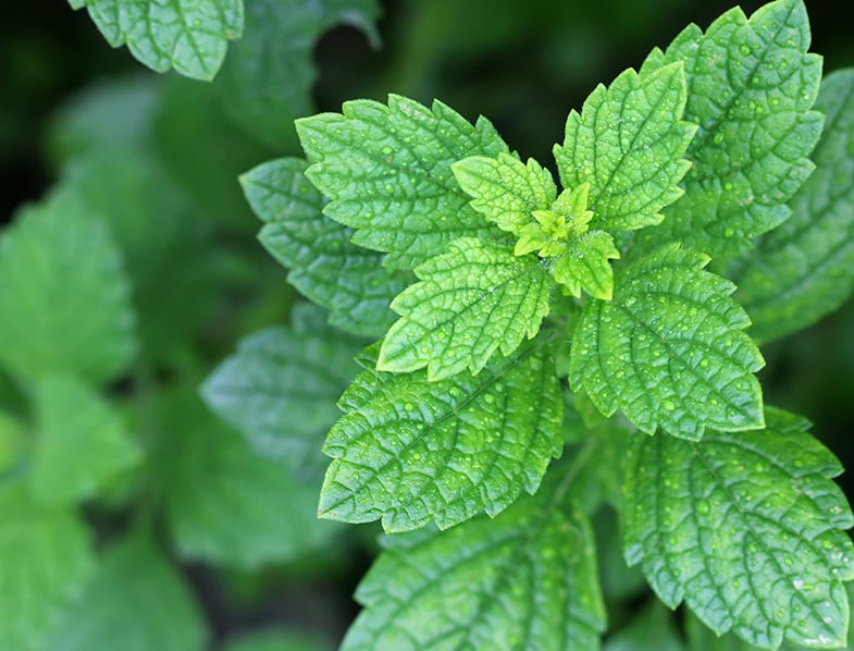 Lemon Balm