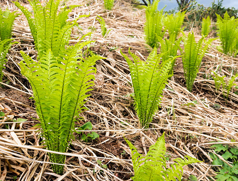 Ostrich Ferns