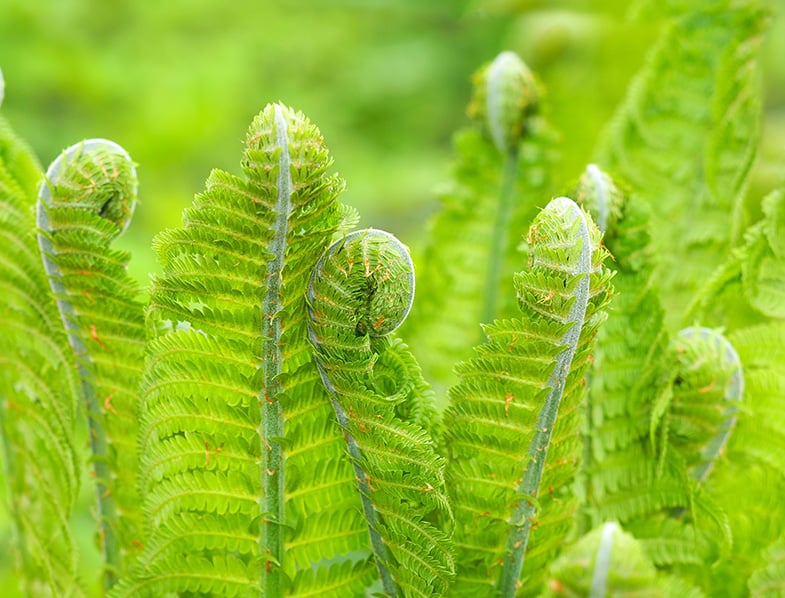 Ostrich Ferns