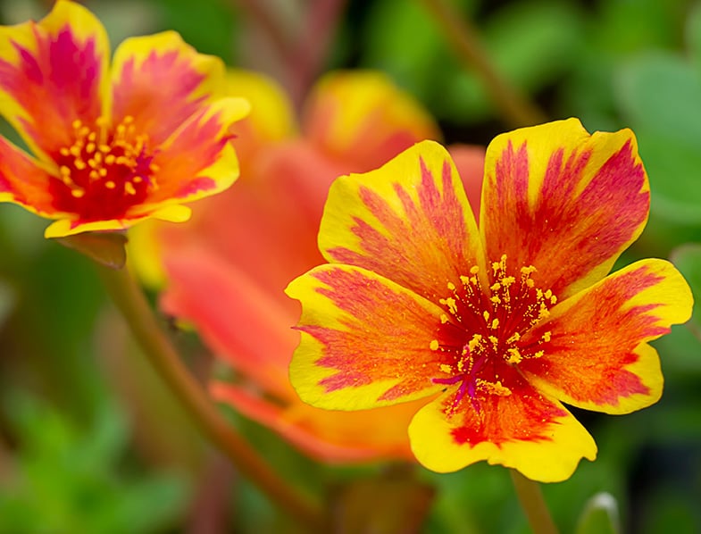 Portulaca flower