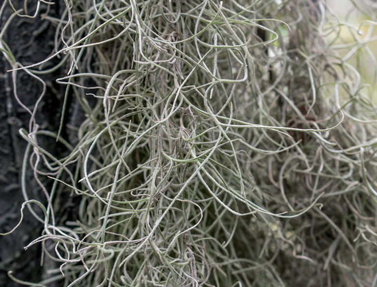 Spanish Moss Guide How to Grow & Care for "Tillandsia Usneoides"