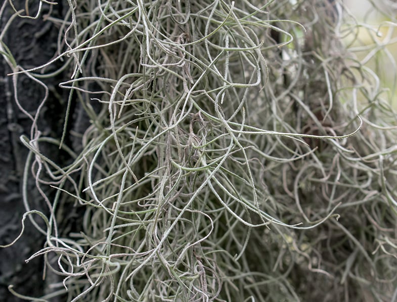 Spanish Moss Guide: How to Grow & Care for 