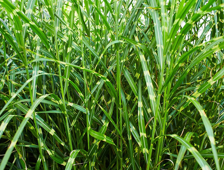 Zebra Grass