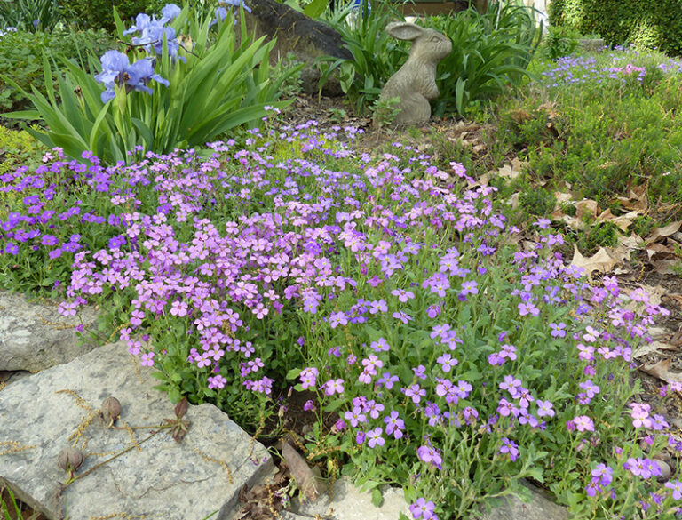 Aubrieta Guide: How to Grow & Care for “False Rock Cress”