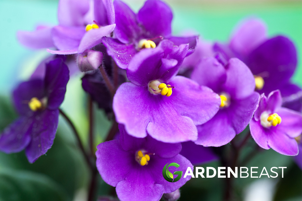 African Violets Guide: How to Grow & Care for “Saintpaulia” African violets