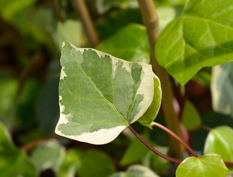 Algerian Ivy