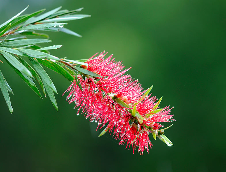 Bottlebrush Guide: How To Grow & Care For “Melaleuca Viminalis”