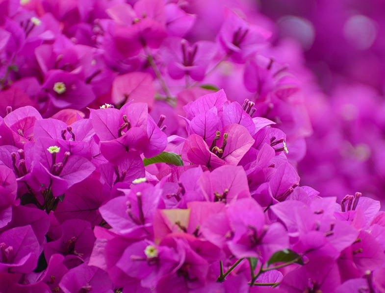 Bougainvillea