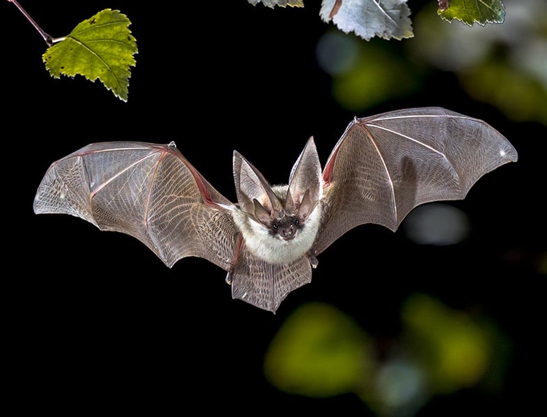 European Bat