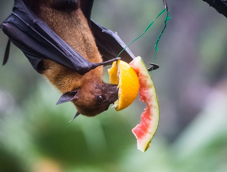 Fruit Bat