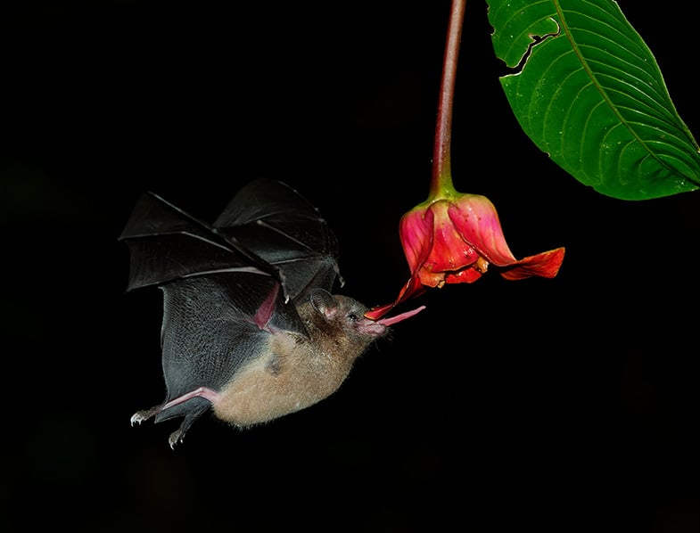 Pallas Long Tonged Bat- South and Central America