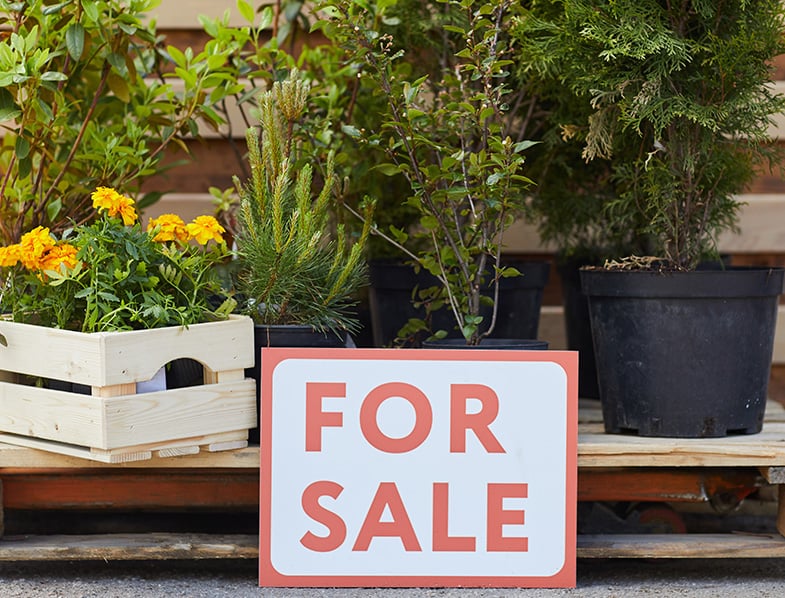 How to Get Cheap (or Free) Plants Here's our Complete Guide