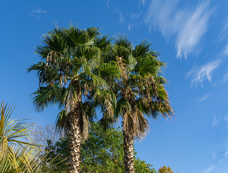 California Fan Palm