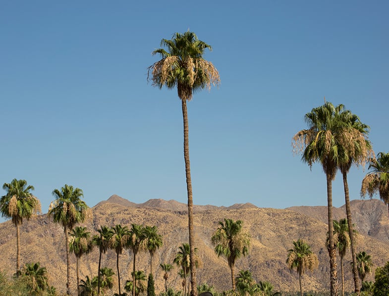 California Fan Palm