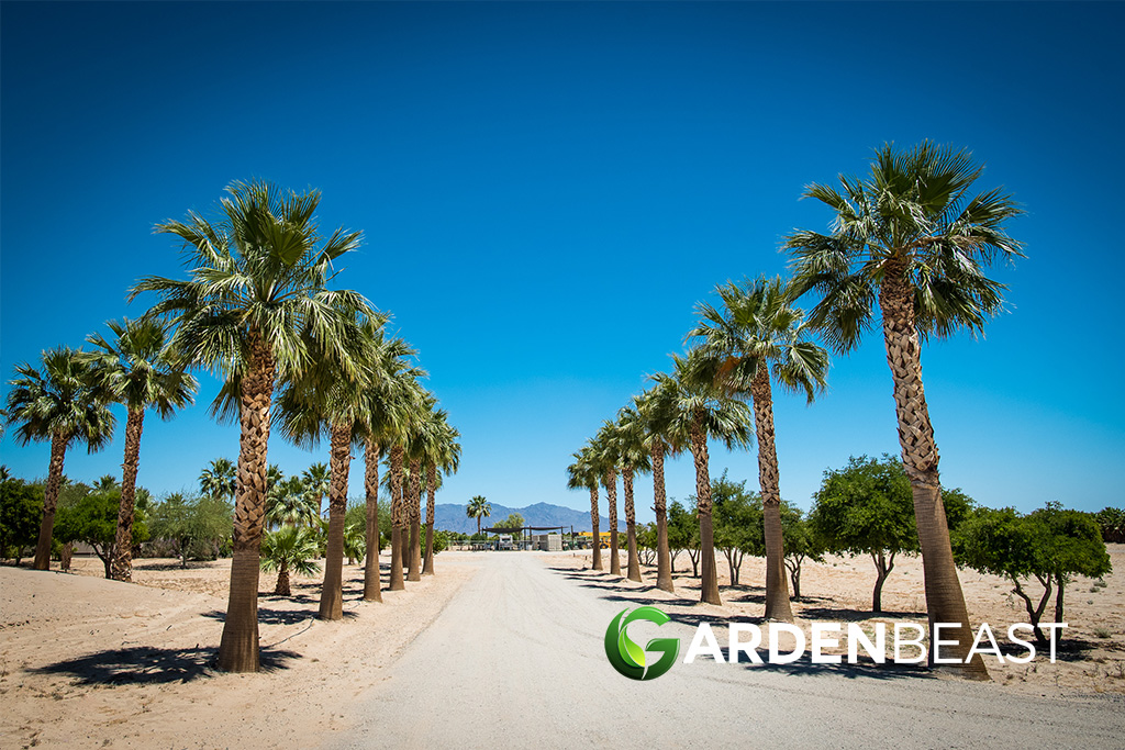 California Fan Palm Guide: How to Grow & Care for “Washingtonia Filifera” California Fan Palm