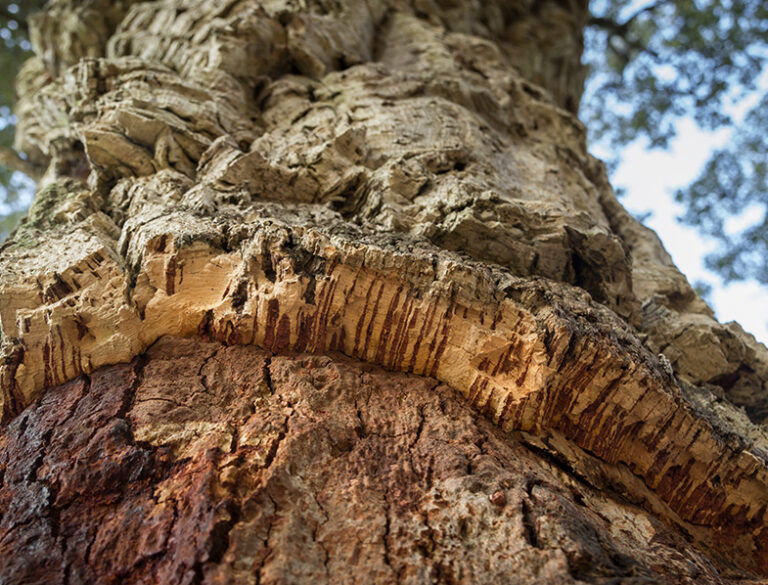 Cork Oak Tree Guide How to Grow & Care for "Quercus Suber"