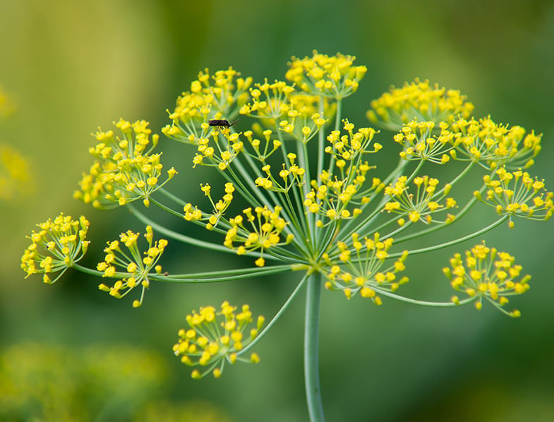 Dill flowering