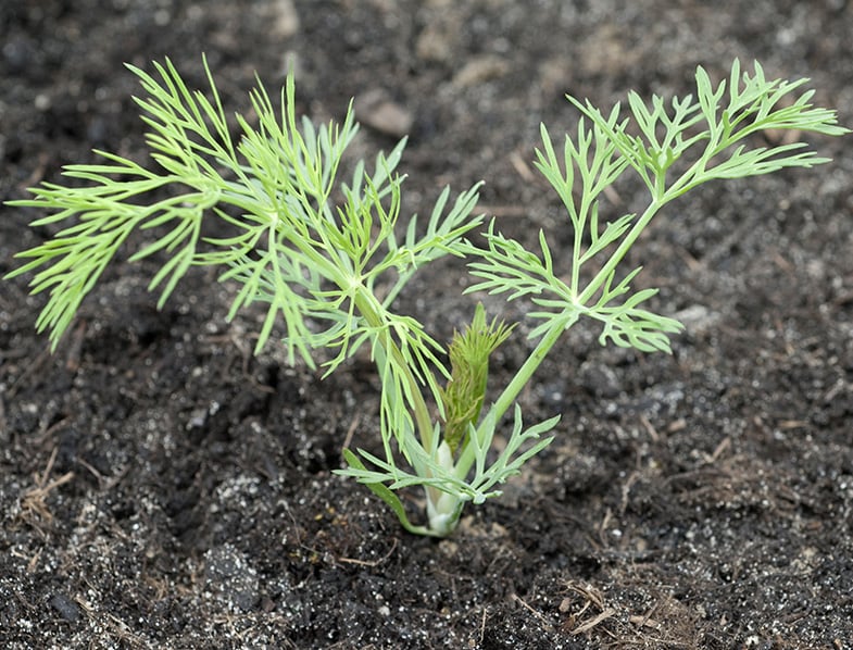 Small Dill Plant Growing