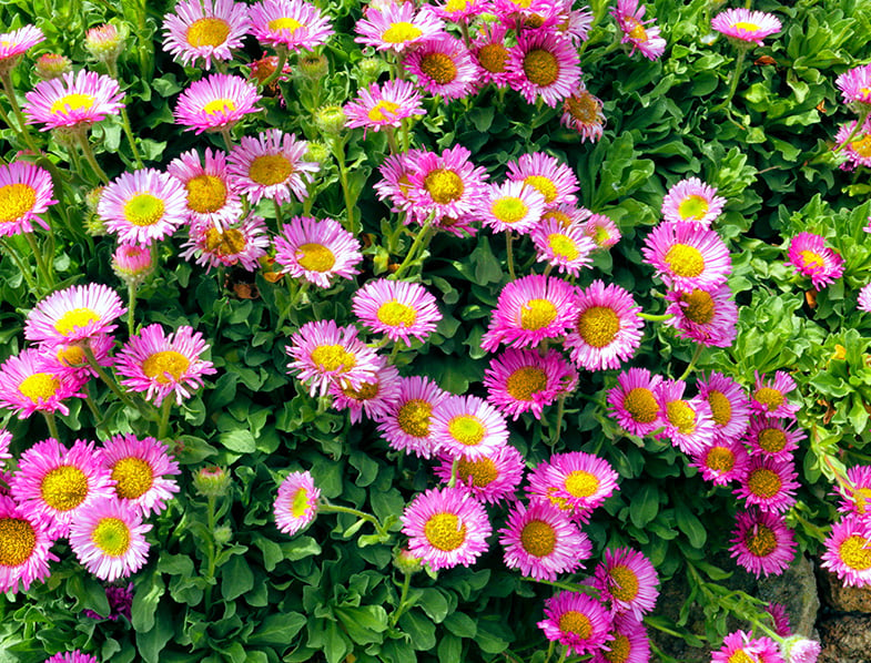 Bellissima™ Rose English Daisy