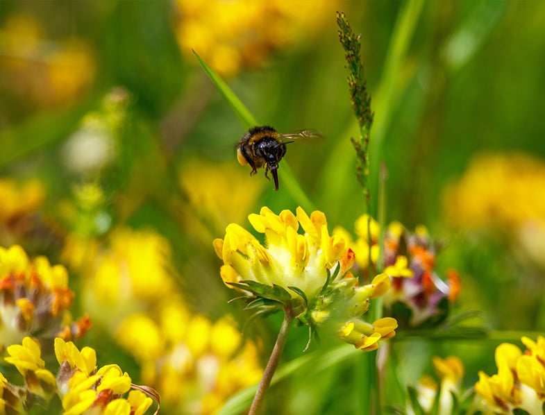 Kidney Vetch