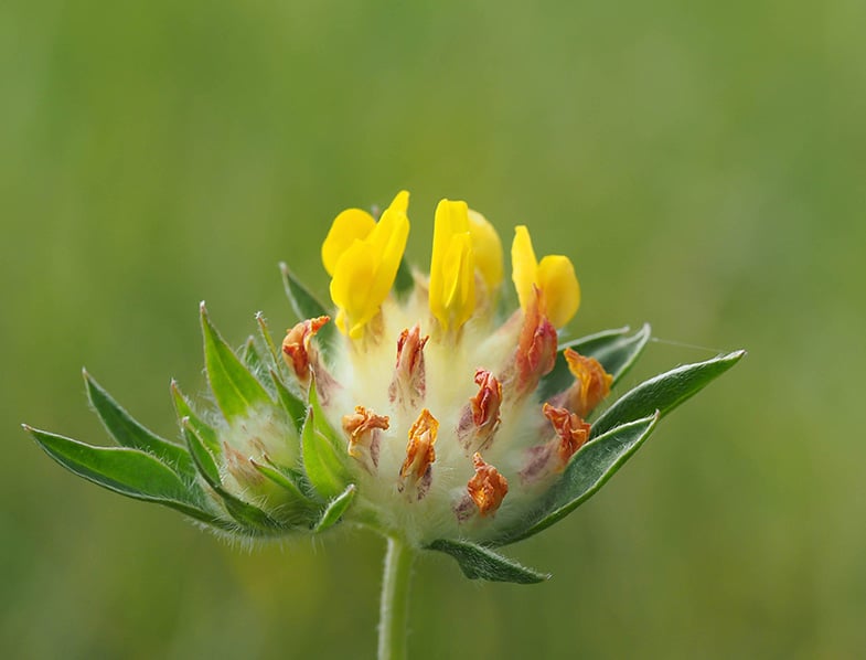 Kidney vetch