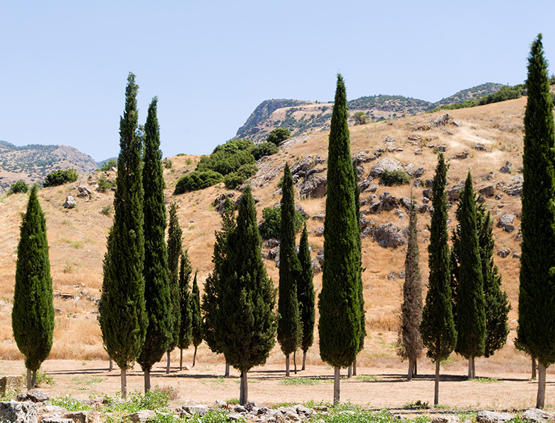 50 Cupressus Sempervirens 'Stricta' Seeds - Mediterranean Cypress (Male)