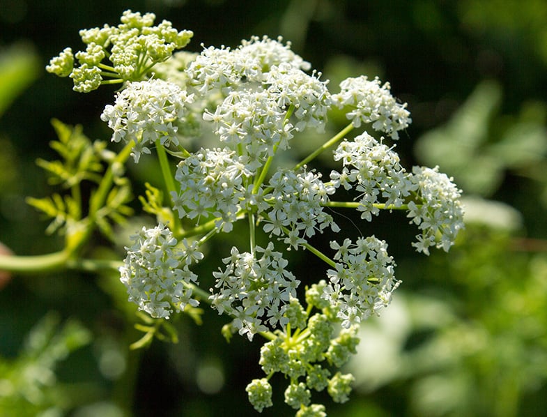 Poison Hemlock