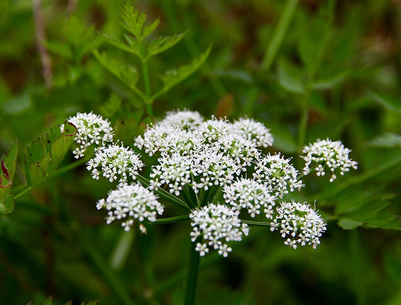 Poison Hemlock