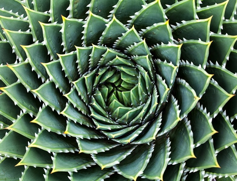 Spiral Aloe