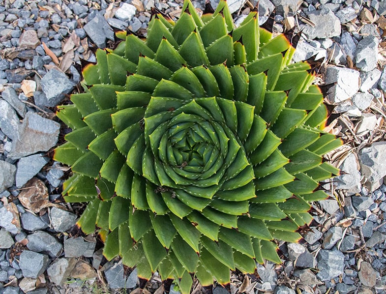 Spiral Aloe