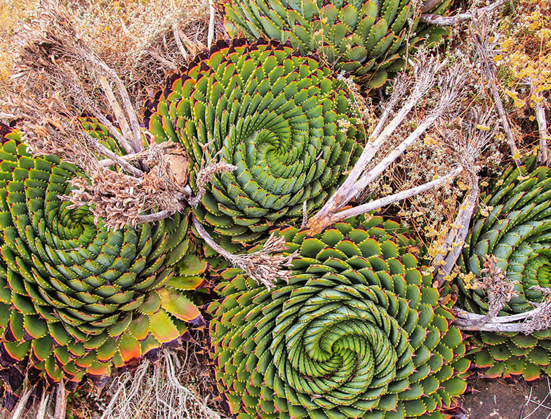 Spiral Aloe