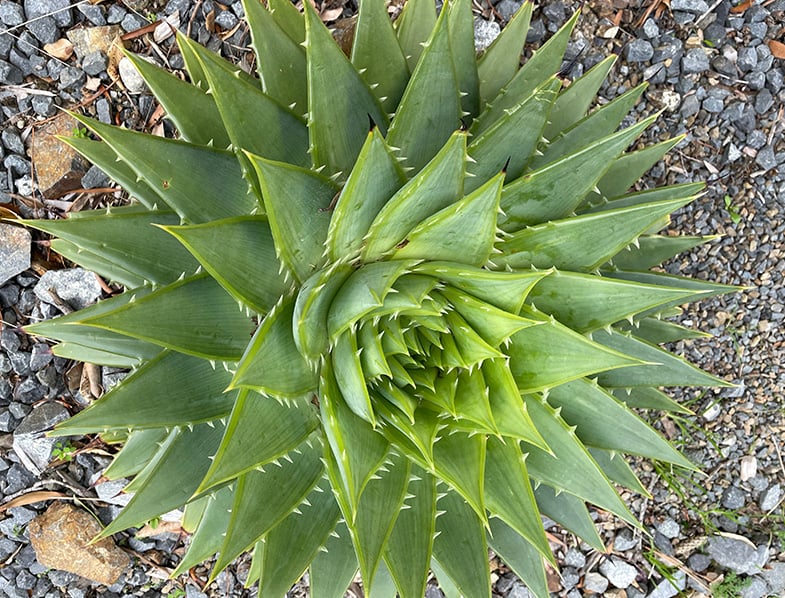 Spiral Aloe