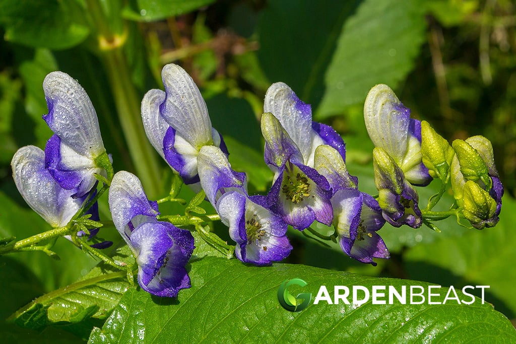 Stavesacre Guide: How to Grow & Care for “Staphisagria macrosperma” Stavesacre Plant