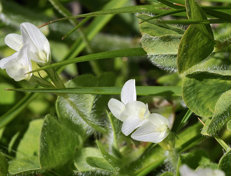 Trifolium subterraneum