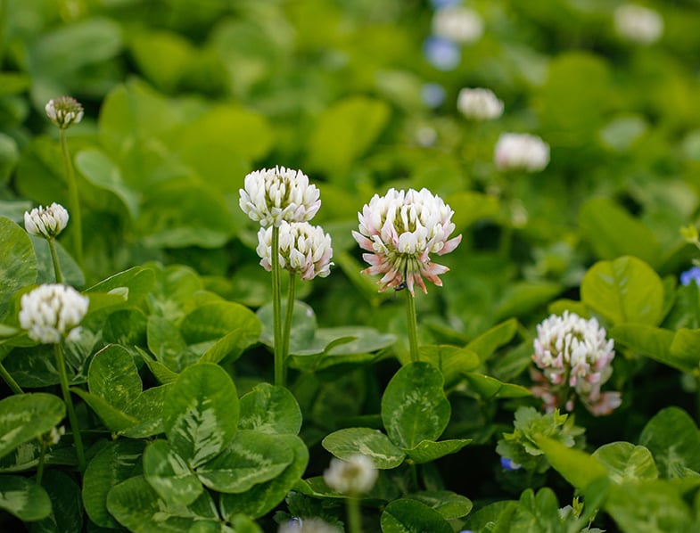 White Clover