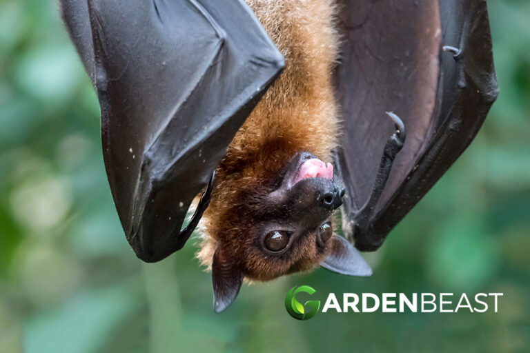 How to Attract Bats to Your House Here's Why You Should