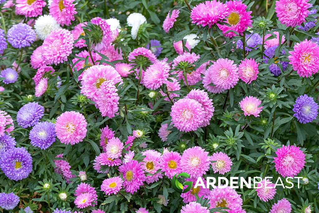 Chinese Asters Guide How To Grow Care For Callistephus Chinensis Chinese Asters Guide How To Grow Care For Callistephus Chinensis