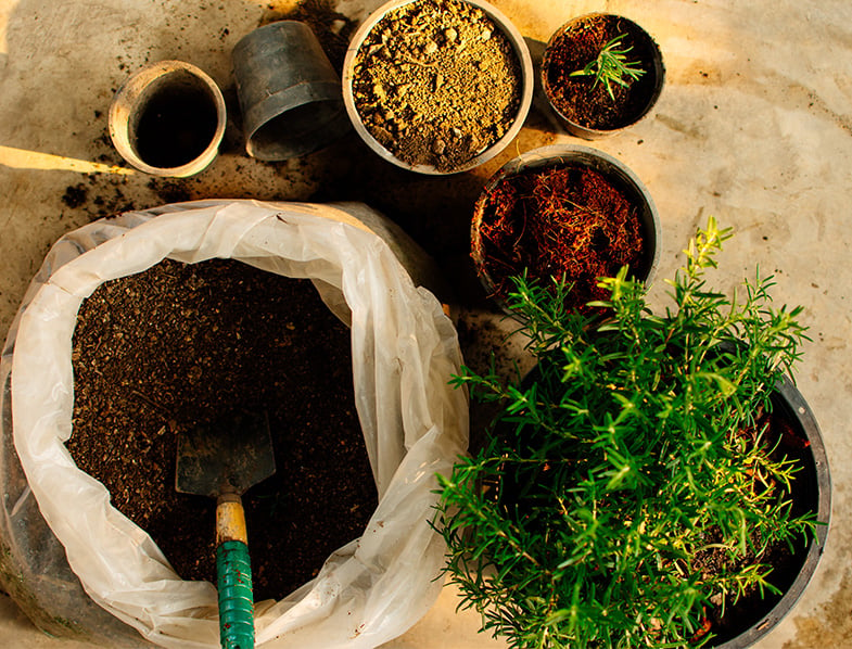 Growing Plants with Coconut Coir