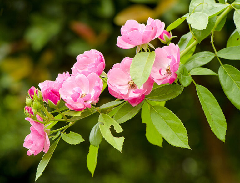 Damask Rose Guide How to Grow and Care for “Rosa Damascena”