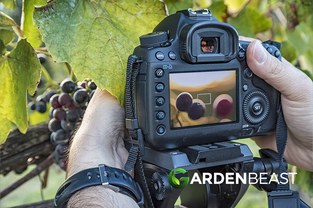 Plant Photography Tips How to Take Beautiful Photographs