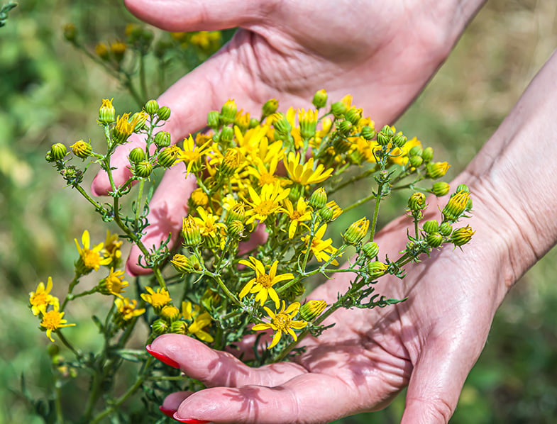 Hypericum