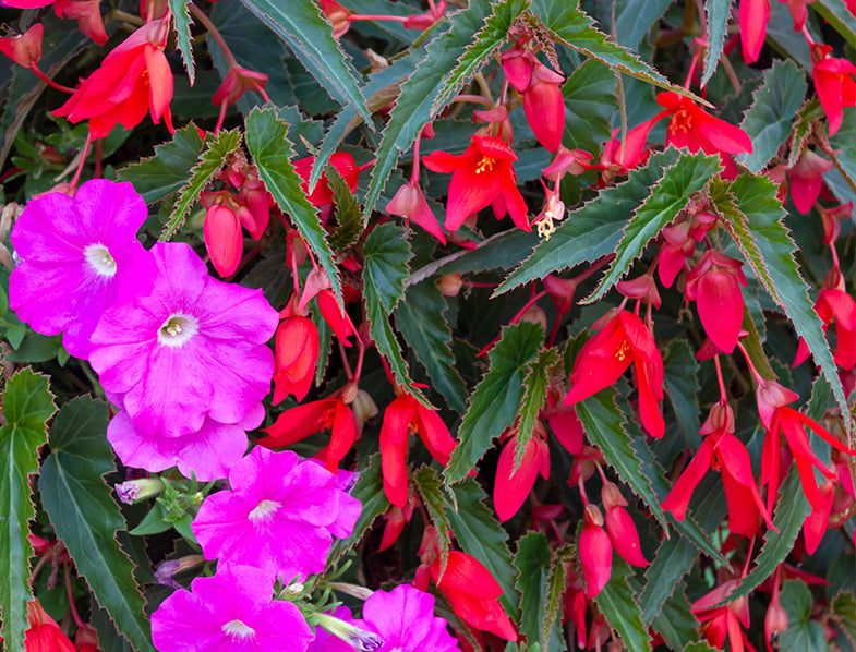 Begonia Boliviensis Guide How to Grow Care for Bolivian Begonia