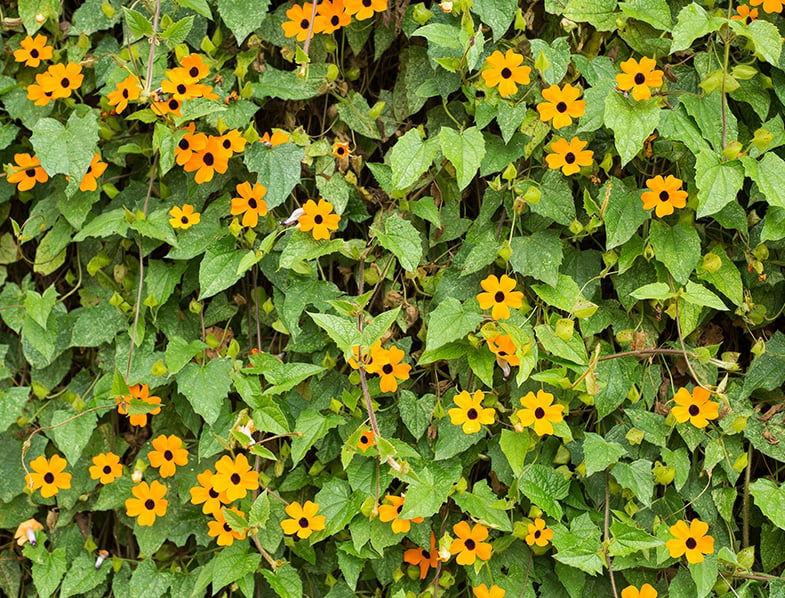 Black Eyed Susan Vine