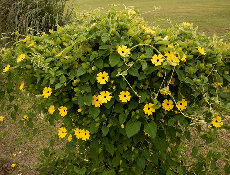 Black-Eyed Susan Vine